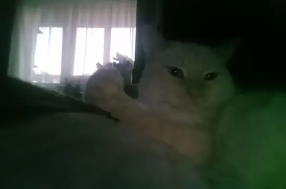 Пропала кошка, ул. Бебеля 168, Екатеринбург