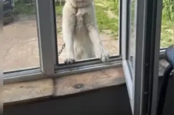 Собаки потеряшки, Казань, фото: Потеряшка лайка, ул. Губкина, 104, Казань