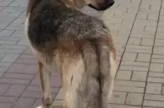 Овчарка найдена в Краснодаре, ЮМР