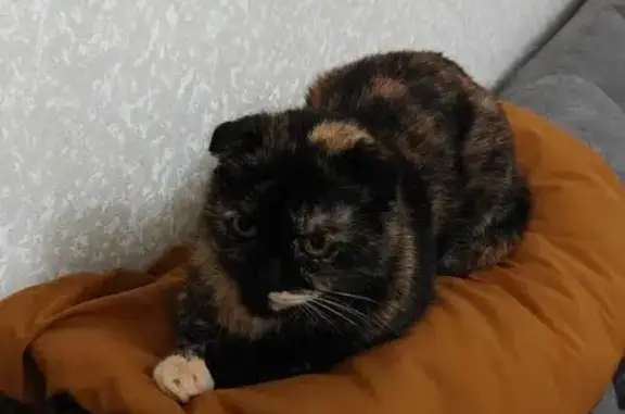 Пропала кошка, ул. Машиностроителей 101А