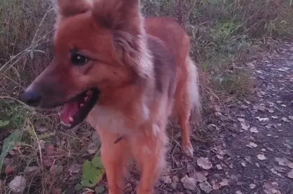 Найдена собака, Санкт-Петербург, фото: Собака найдена: Ковалёво, Всеволожск