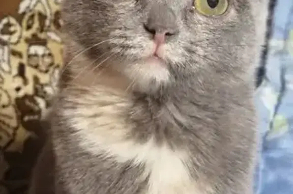 Пропала кошка, Дальняя ул., Воткинск