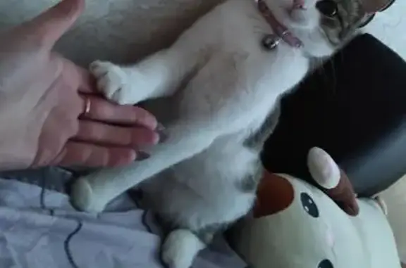 Кошки потеряшки, Калининград, фото: Потеряшка кошка на ул. Ростовская, Калининград