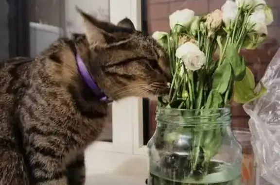 Кошки потеряшки, Оренбург, фото: Потеряшка кошка, 1-й Одесский пр., Оренбург