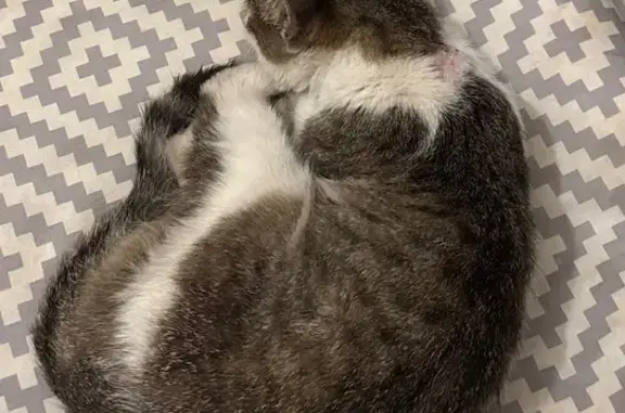 Найдена кошка, ул. Коминтерна, 75с1, Тула