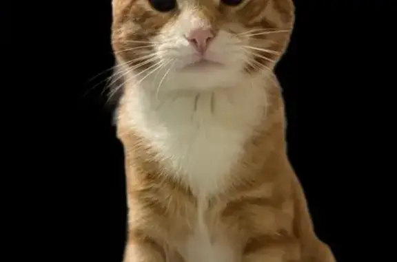 Пропала кошка, Белоомут, ул. Огарёвская, 31