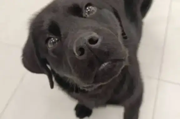 Собаки потеряшки, , фото: Потеряшка собака, Рассветовское СП