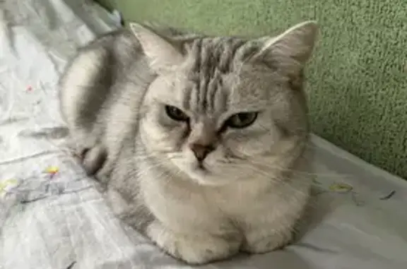 Кошки потеряшки, Казань, фото: Потеряшка кошка, Челюскина 27, Казань