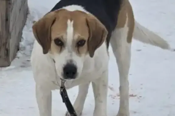 Собаки потеряшки, Пенза, фото: Потеряшка собака на ул. Кураева, 40А, Пенза