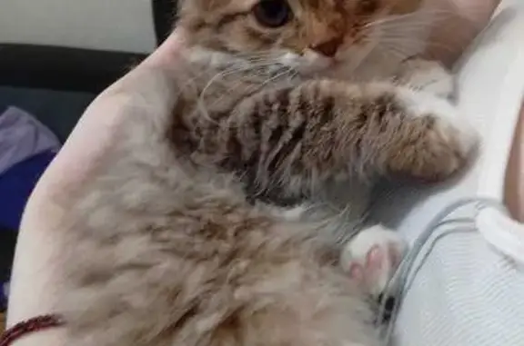 Кошки потеряшки, Нальчик, фото: Потеряшка кошка на Ашурова, 4, Нальчик