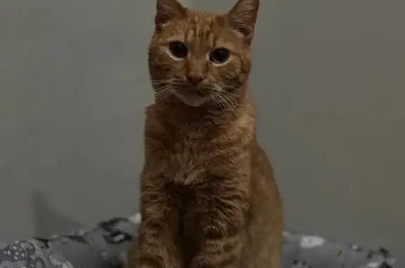 Пропала кошка, ул. Конёнкова, Москва