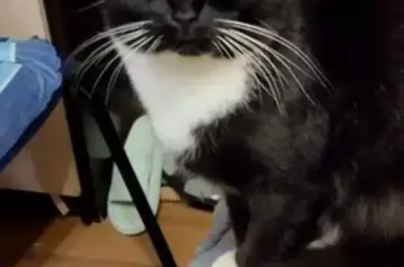 Найдена кошка, Касимов, фото: Кошка найдена: Загородная 13, Касимов