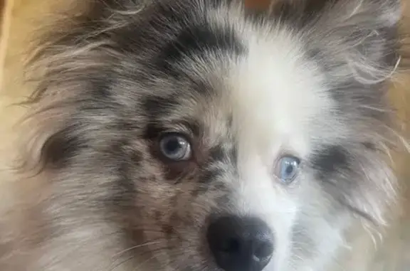 Пропал шпиц, Бассейная ул. 7Б, Зеленогорск