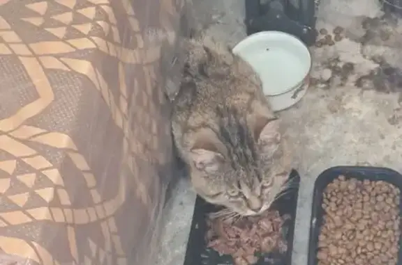 Найдена кошка, Ногинск, фото: Кот найден: Ногинск, ул. Самодеятельная 10