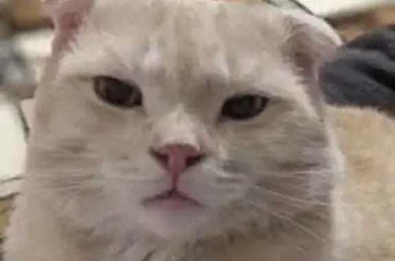 Кошки потеряшки, Ростов-на-Дону, фото: Потеряшка кошка, 2-й переулок, 5, Ростов-на-Дону