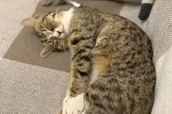 Кошки потеряшки, Иваново, фото: Потеряшка кошка у ветклиники на Калашникова