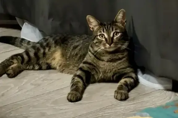 Кошки потеряшки, Чебоксары, фото: Потеряшка кошка, ул. Дементьева 1, Чебоксары