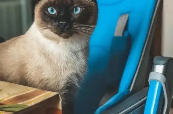 Кошки потеряшки, Щёлково, фото: Потеряшка сиамская кошка, Щёлково, Центр. 17