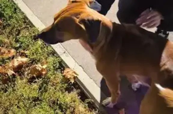 Найдена собака, Электросталь, фото: Собака найдена: Западная ул., 24, Электросталь