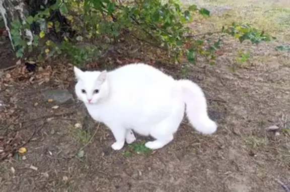 Найдена кошка, Клин, фото: Найдена белая кошка, ул. Карла Маркса, 85А