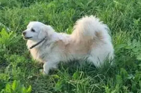 Собаки потеряшки, Санкт-Петербург, фото: Потеряшка собака, Пушкин - Александровская