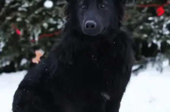 Собаки потеряшки, Санкт-Петербург, фото: Потеряшка собака, Кронштадт, СПб