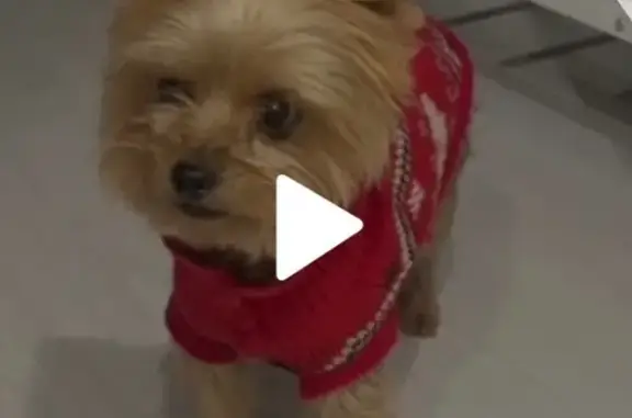 Собака найдена, ул. Кариева, Казань