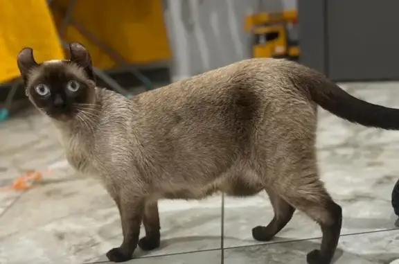 Кошки потеряшки, Крымск, фото: Потеряшка кошка, 3-й Хрустальный пер., 4А