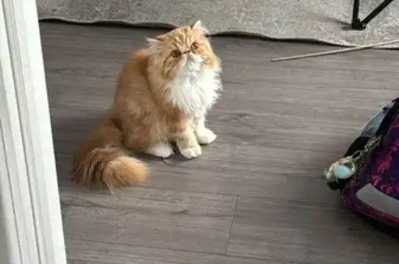 Пропала кошка, Черняховск, Калининградская обл.