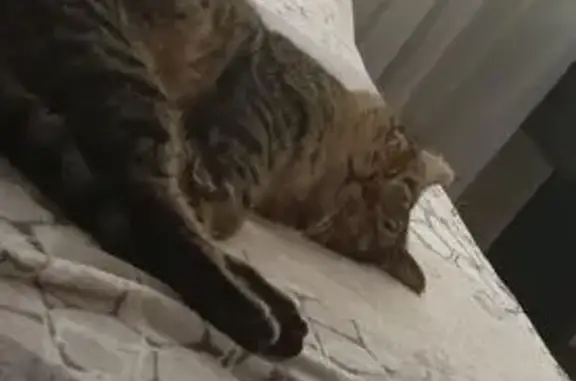 Кошки потеряшки, Минеральные Воды, фото: Потеряшка кошка, Минводы, Пятигорская 124