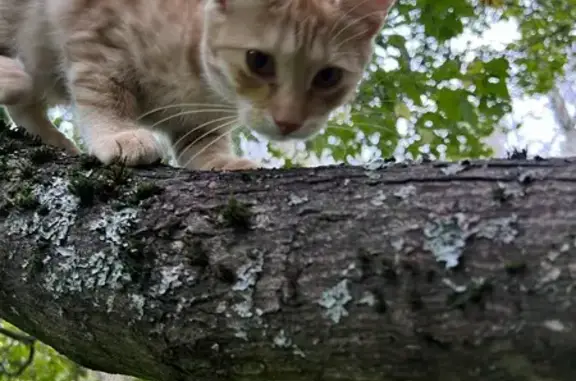 Кошки потеряшки, Санкт-Петербург, фото: Потеряшка кошка, Ленинский пр., 53 к3, СПб