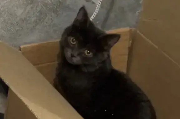 Кошки потеряшки, Курск, фото: Потеряшка серая кошка, Курск, ул. Стрелецкая 19