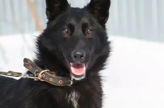 Пропала собака, Нытва, Пермский край