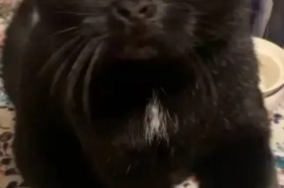 Пропала черная кошка, Пушкина 29А, НН