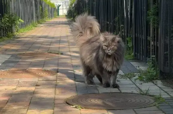 Кошки потеряшки, , фото: Потеряшка кот, 187, Покровское