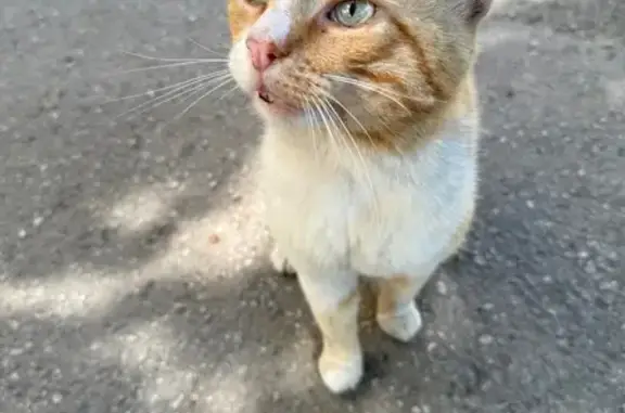 Найдена рыжая кошка, ул. Ногмова, 81
