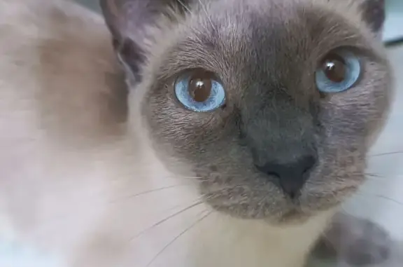 Пропала кошка, Ростовская ул. 8, Волгоград