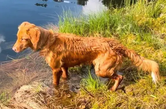 Собаки потеряшки, Химки, фото: Потеряшка собака в Химках, ул. Овражная