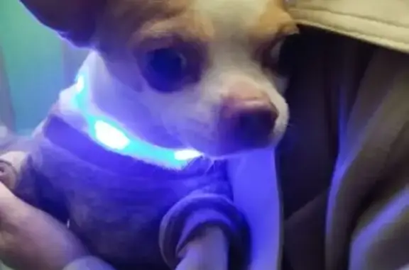 Собака найдена, Невская ул., Волгоград