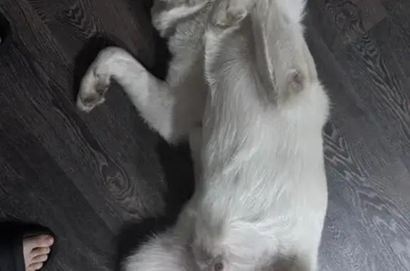 Собаки потеряшки, Москва, фото: Потеряшка собака, Лесная ул., Москва