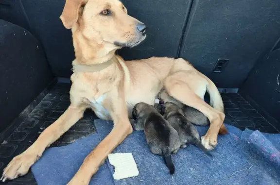 Найденные животные , фото: Собака найдена: 41К-010, Новое Мозино