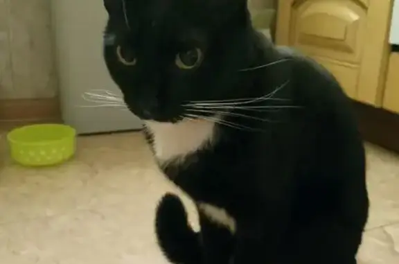 Кошка найдена: ул. Строителей, 15, Люберцы