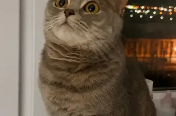 Пропала кошка, Промышленный проезд, Саранск