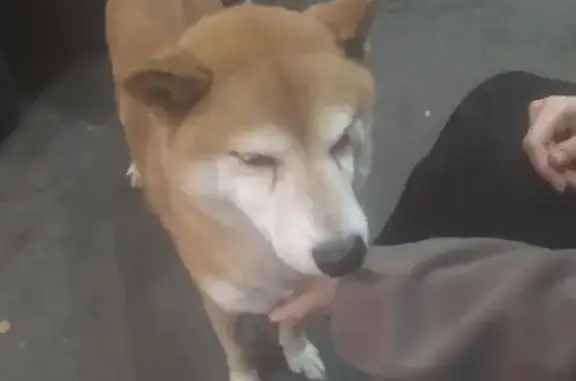 Найдена рыжая собака у РУДН, ул. Миклухо-Маклая, 7к1