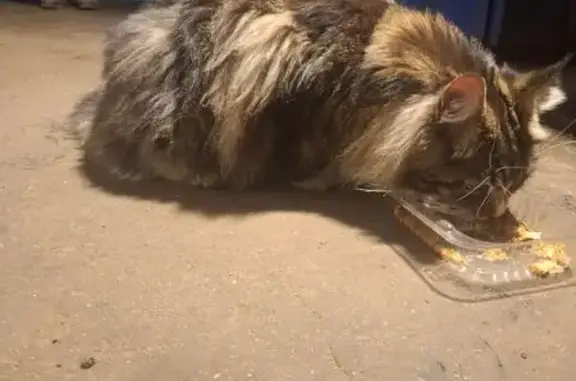 Найдена мэйкун кошка, КАД, Мурино