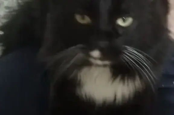 Пропала чёрная кошка, Ключевская ул.