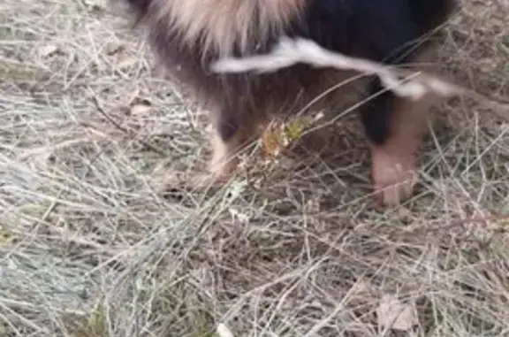 Пропала собака, Юбилейная 1, Черногорск