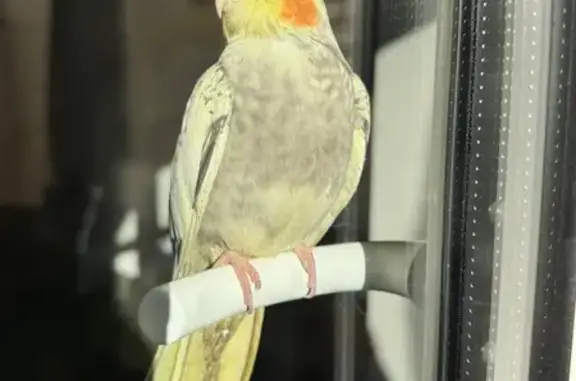 Потерянные животные Хабаровск, фото: Пропала птица, Антенная ул., Хабаровск