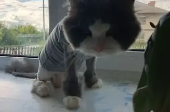 Кошки потеряшки, , фото: Потеряшка кошка в Чусовом, Пермский край