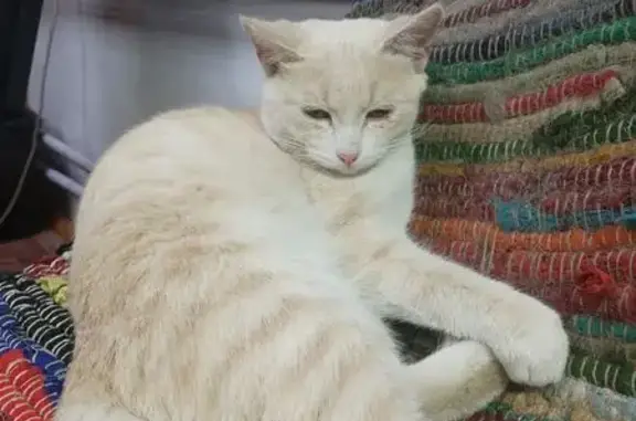 Кошка найдена: пр. Советов, 9, Чита